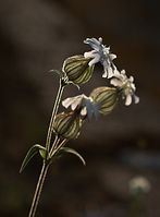 Dateiname=Flora-Taubenkropf-Leimkraut-20090629-27.jpg
Dateigröße=105KB
Abmessungen: 532x720
hinzugefügt am: 11. September 2014 Flora-Taubenkropf-Leimkraut-20090629-27.jpg