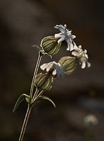 Flora-Taubenkropf-Leimkraut-20090629-27.jpg