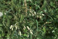 Dateiname=Flora-Taubenkropf-Leimkraut-20100703-50.jpg
Dateigröße=168KB
Abmessungen: 720x481
hinzugefügt am: 11. September 2014 Flora-Taubenkropf-Leimkraut-20100703-50.jpg