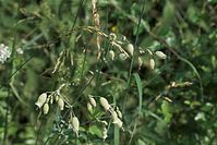 Flora-Taubenkropf-Leimkraut-20100703-50.jpg