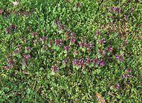 Dateiname=Flora-Taubnessel-20020421-02.jpg
Dateigröße=427KB
Abmessungen: 720x527
hinzugefügt am: 11. September 2014 Flora-Taubnessel-20020421-02.jpg