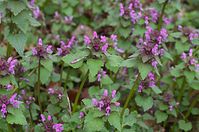 Dateiname=Flora-Taubnessel-20140404-122.jpg
Dateigröße=195KB
Abmessungen: 720x478
hinzugefügt am: 11. September 2014 Flora-Taubnessel-20140404-122.jpg