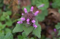 Dateiname=Flora-Taubnessel-20140404-123.jpg
Dateigröße=124KB
Abmessungen: 720x478
hinzugefügt am: 11. September 2014 Flora-Taubnessel-20140404-123.jpg