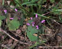 Flora-Taubnessel-Purpur-20100424-035.jpg