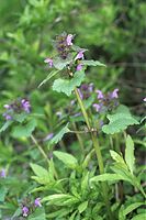 Dateiname=Flora-Taubnessel-purpur-20020420-04.jpg
Dateigröße=184KB
Abmessungen: 481x720
hinzugefügt am: 11. September 2014 Flora-Taubnessel-purpur-20020420-04.jpg