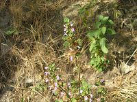 Flora-Taubnessel-purpur-200205-29.jpg