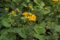 Dateiname=Flora-Topinambur-20080821-15.jpg
Dateigröße=249KB
Abmessungen: 720x484
hinzugefügt am: 11. September 2014 Flora-Topinambur-20080821-15.jpg