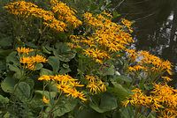 Dateiname=Flora-Topinambur-20080821-17.jpg
Dateigröße=299KB
Abmessungen: 720x484
hinzugefügt am: 11. September 2014 Flora-Topinambur-20080821-17.jpg