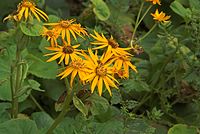 Dateiname=Flora-Topinambur-20080821-19.jpg
Dateigröße=201KB
Abmessungen: 720x484
hinzugefügt am: 11. September 2014 Flora-Topinambur-20080821-19.jpg