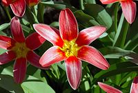 Flora-Tulpe-20070326-32.jpg