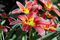 Dateiname=Flora-Tulpe-20070326-34.jpg
Dateigröße=189KB
Abmessungen: 720x484
hinzugefügt am: 11. September 2014 Flora-Tulpe-20070326-34.jpg