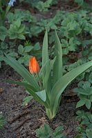 Dateiname=Flora-Tulpen-20090405-10.jpg
Dateigröße=182KB
Abmessungen: 481x720
hinzugefügt am: 11. September 2014 Flora-Tulpen-20090405-10.jpg