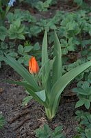 Flora-Tulpen-20090405-10.jpg