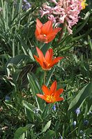 Dateiname=Flora-Tulpen-20090410-18.jpg
Dateigröße=234KB
Abmessungen: 481x720
hinzugefügt am: 11. September 2014 Flora-Tulpen-20090410-18.jpg
