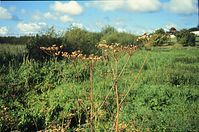 Flora-Umbelliferae-199608-31.jpg