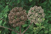 Flora-Umbelliferae-20090802-134.jpg