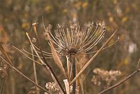 Flora-Umbelliferae-20101107-142-01.jpg