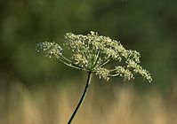 Flora-Umbelliferae-20110705-24.jpg