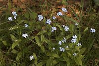 Flora-Vergissmeinnicht-20060507-10.jpg