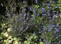 Dateiname=Flora-Vergissmeinnicht-20090517-94.jpg
Dateigröße=332KB
Abmessungen: 720x523
hinzugefügt am: 11. September 2014 Flora-Vergissmeinnicht-20090517-94.jpg