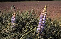 Flora-Vierblaettrige-Lupine-1993-30.jpg