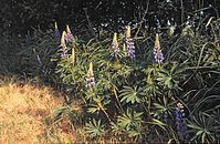 Flora-Vierblaettrige-Lupine-1993-31.jpg