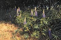 Dateiname=Flora-Vierblaettrige-Lupine-1993-31.jpg
Dateigröße=308KB
Abmessungen: 720x472
hinzugefügt am: 11. September 2014 Flora-Vierblaettrige-Lupine-1993-31.jpg