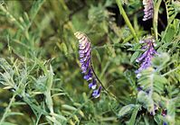 Dateiname=Flora-Vogel-Wicke-199906-04.jpg
Dateigröße=210KB
Abmessungen: 720x504
hinzugefügt am: 11. September 2014 Flora-Vogel-Wicke-199906-04.jpg