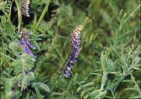 Dateiname=Flora-Vogel-Wicke-199906-30.jpg
Dateigröße=198KB
Abmessungen: 720x508
hinzugefügt am: 11. September 2014 Flora-Vogel-Wicke-199906-30.jpg