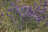 Flora-Vogel-Wicke-20050620-54.jpg