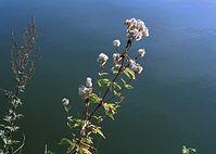 Dateiname=Flora-Wasserdost-200110-62.jpg
Dateigröße=164KB
Abmessungen: 720x515
hinzugefügt am: 11. September 2014 Flora-Wasserdost-200110-62.jpg