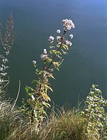 Dateiname=Flora-Wasserdost-200110-63.jpg
Dateigröße=251KB
Abmessungen: 553x720
hinzugefügt am: 11. September 2014 Flora-Wasserdost-200110-63.jpg
