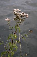 Dateiname=Flora-Wasserdost-20060723-25.jpg
Dateigröße=128KB
Abmessungen: 480x720
hinzugefügt am: 11. September 2014 Flora-Wasserdost-20060723-25.jpg