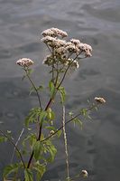 Flora-Wasserdost-20060723-25.jpg