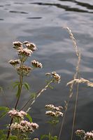 Dateiname=Flora-Wasserdost-20060723-27.jpg
Dateigröße=136KB
Abmessungen: 480x720
hinzugefügt am: 11. September 2014 Flora-Wasserdost-20060723-27.jpg