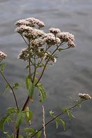 Dateiname=Flora-Wasserdost-20060723-28.jpg
Dateigröße=140KB
Abmessungen: 480x720
hinzugefügt am: 11. September 2014 Flora-Wasserdost-20060723-28.jpg