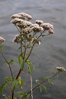 Flora-Wasserdost-20060723-28.jpg