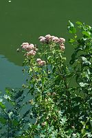 Dateiname=Flora-Wasserdost-20070715-18.jpg
Dateigröße=238KB
Abmessungen: 483x720
hinzugefügt am: 11. September 2014 Flora-Wasserdost-20070715-18.jpg