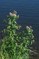 Dateiname=Flora-Wasserdost-20070715-27.jpg
Dateigröße=236KB
Abmessungen: 483x720
hinzugefügt am: 11. September 2014 Flora-Wasserdost-20070715-27.jpg