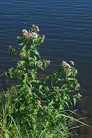 Flora-Wasserdost-20070715-27.jpg