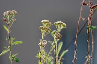 Dateiname=Flora-Wasserdost-2009-888.jpg
Dateigröße=152KB
Abmessungen: 720x480
hinzugefügt am: 11. September 2014 Flora-Wasserdost-2009-888.jpg
