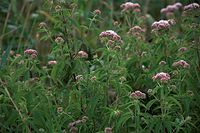Dateiname=Flora-Wasserdost-20090719-45.jpg
Dateigröße=216KB
Abmessungen: 720x481
hinzugefügt am: 11. September 2014 Flora-Wasserdost-20090719-45.jpg