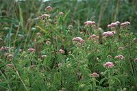 Dateiname=Flora-Wasserdost-20090719-46.jpg
Dateigröße=228KB
Abmessungen: 720x481
hinzugefügt am: 11. September 2014 Flora-Wasserdost-20090719-46.jpg