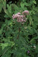 Dateiname=Flora-Wasserdost-20090719-47.jpg
Dateigröße=184KB
Abmessungen: 481x720
hinzugefügt am: 11. September 2014 Flora-Wasserdost-20090719-47.jpg