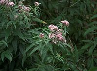 Dateiname=Flora-Wasserdost-20090719-48.jpg
Dateigröße=192KB
Abmessungen: 720x533
hinzugefügt am: 11. September 2014 Flora-Wasserdost-20090719-48.jpg