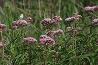 Dateiname=Flora-Wasserdost-20120715-70.jpg
Dateigröße=215KB
Abmessungen: 720x478
hinzugefügt am: 11. September 2014 Flora-Wasserdost-20120715-70.jpg