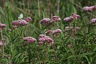 Flora-Wasserdost-20120715-70.jpg