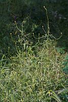 Dateiname=Flora-Weg-Rauke-20070606-150.jpg
Dateigröße=249KB
Abmessungen: 484x720
hinzugefügt am: 11. September 2014 Flora-Weg-Rauke-20070606-150.jpg