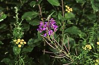 Dateiname=Flora-Weidenroeschen-200108-57.jpg
Dateigröße=193KB
Abmessungen: 720x478
hinzugefügt am: 11. September 2014 Flora-Weidenroeschen-200108-57.jpg