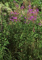 Dateiname=Flora-Weidenroeschen-200108-59.jpg
Dateigröße=372KB
Abmessungen: 506x720
hinzugefügt am: 11. September 2014 Flora-Weidenroeschen-200108-59.jpg